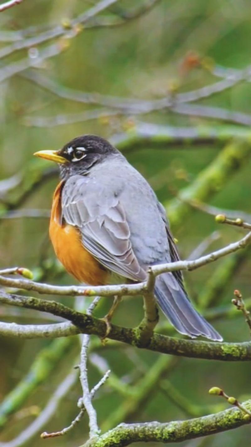 American Robin