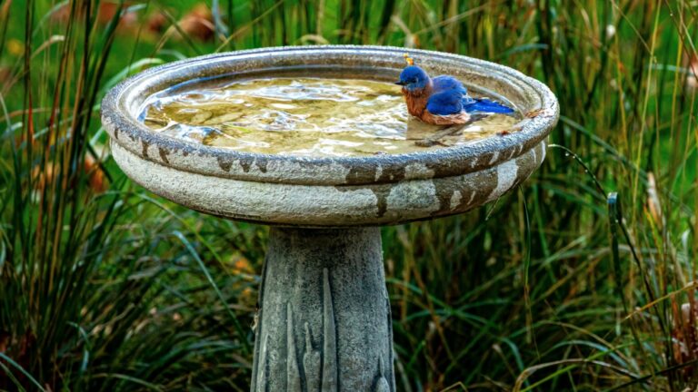 birdbath