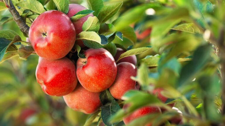 apple tree fruit