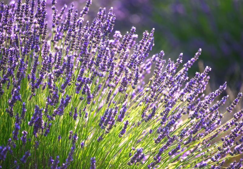 Aromatic Lavender