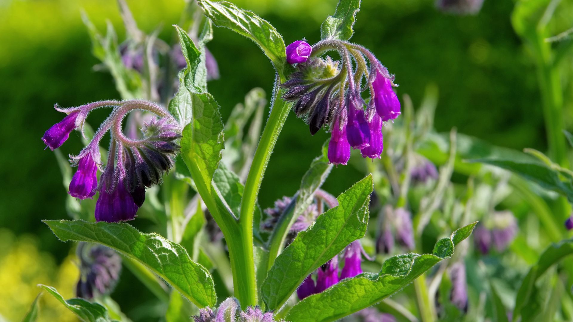 16 Convincing Reasons You Should Grow Comfrey In Your Garden (And How To Use It Right)