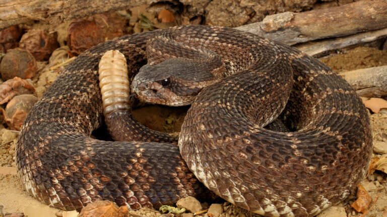 Rattlesnake