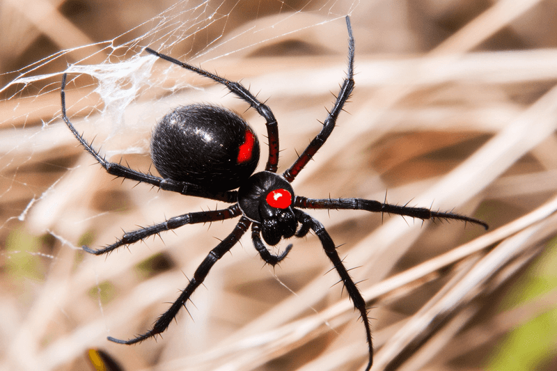 Black Widow Spider