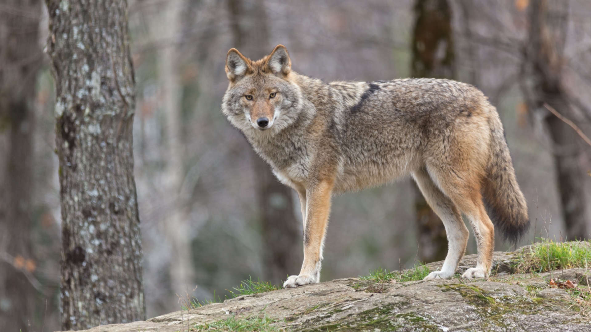 coyote