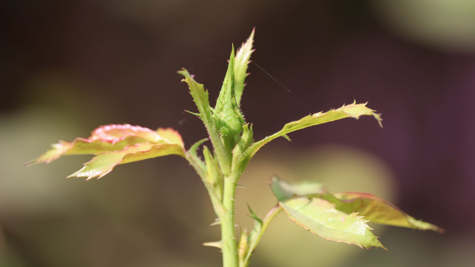 16 Essential Tips For Growing Roses From Seed (Even If You’re Starting Late)