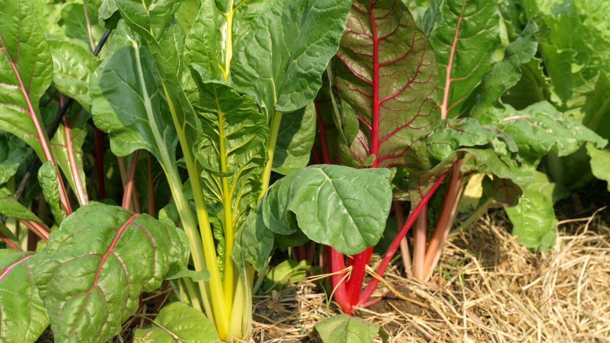 16 Eye-Catching Flowers To Grow Alongside Swiss Chard For Maximum Impact