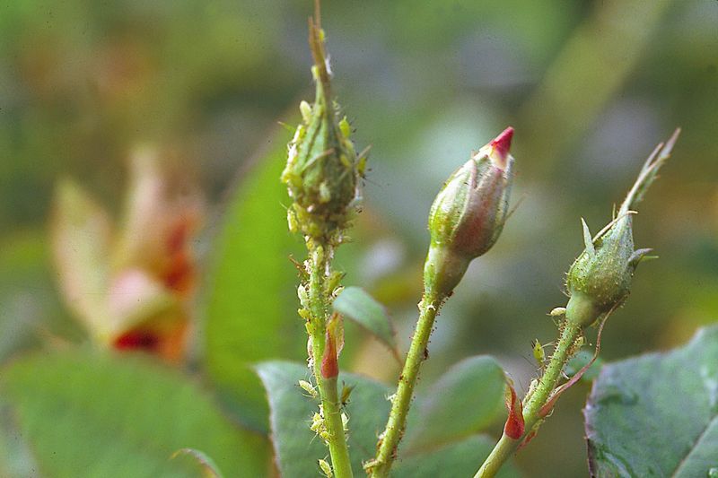 Aphids