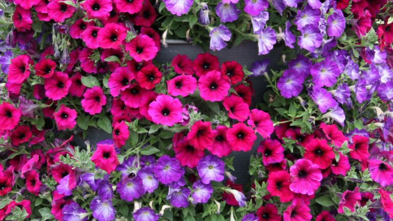 petunias