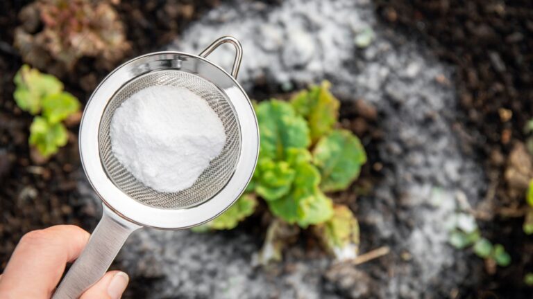 gardener applies baking soda to weeds in the garden