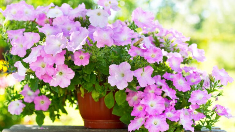 pink petunia flowers in a pot