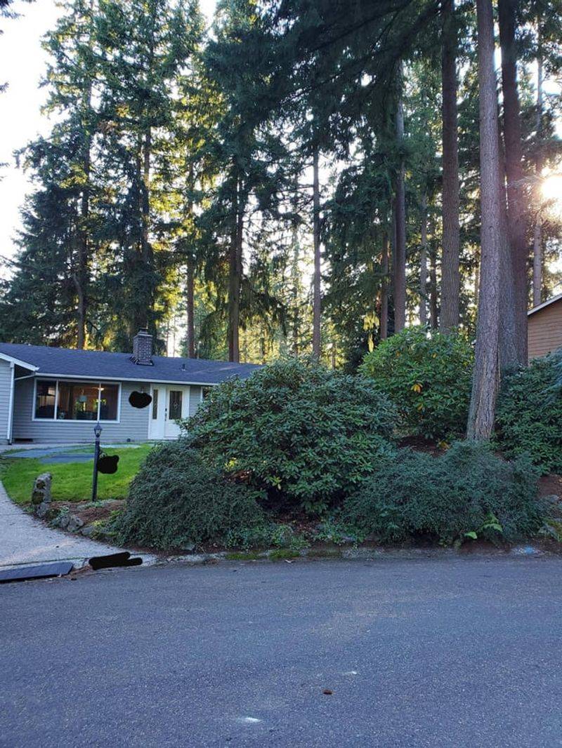 Overgrown Trees Blocking Views