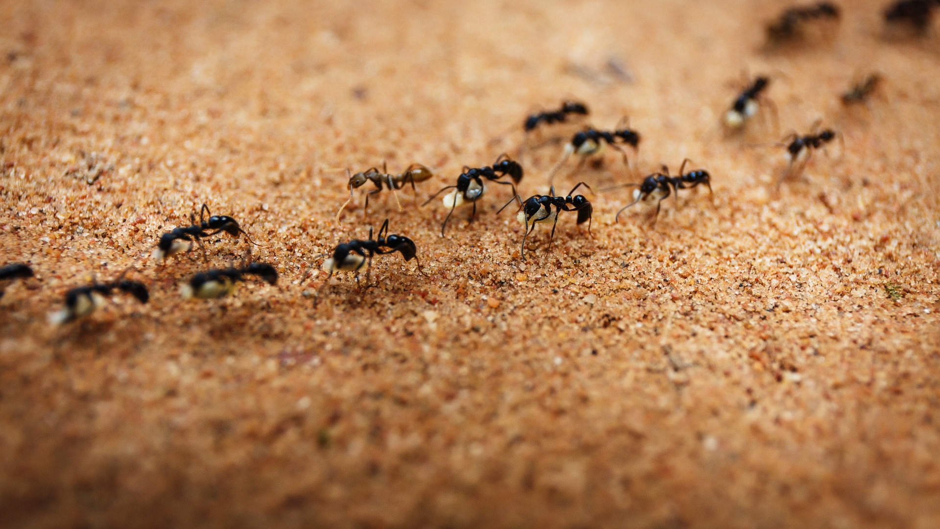 16 Natural Remedies To Get Rid Of Ants Fast (And Keep Them From Coming Back)