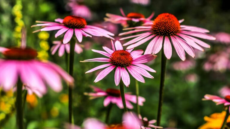coneflowers