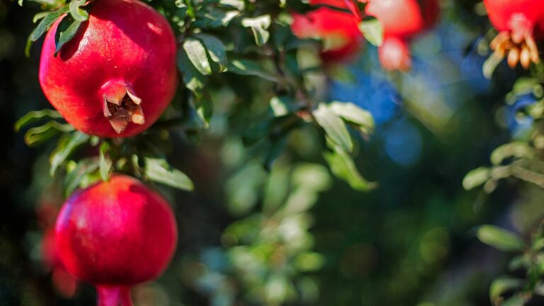 pomegranate