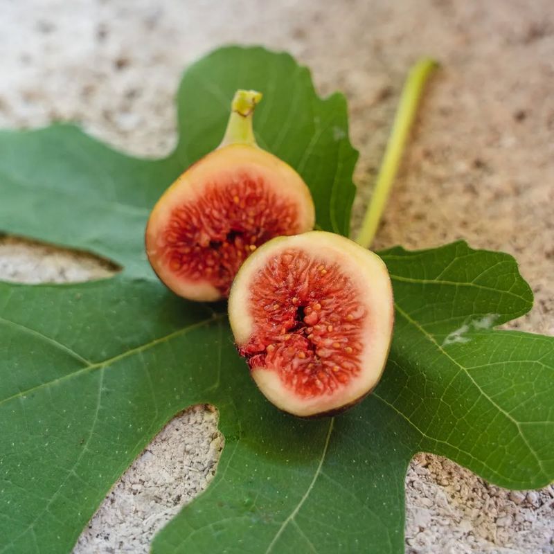 Fig Trees: Ancient Fruit Of Promise