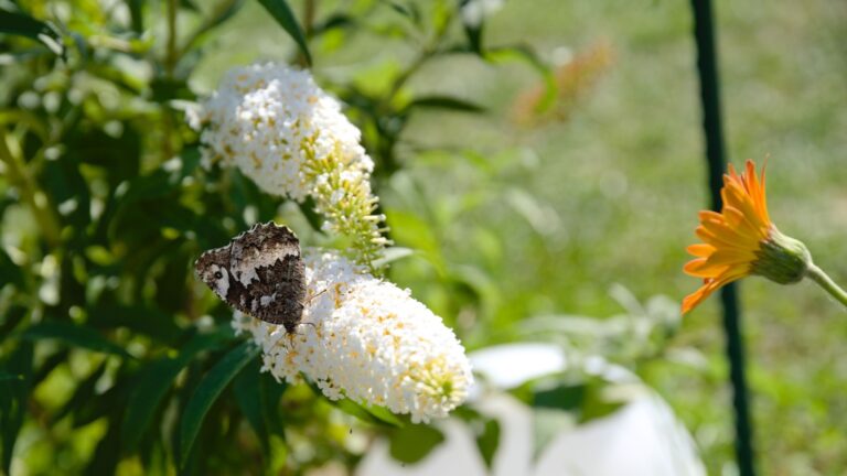butterfly bush flower
