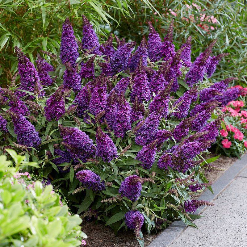 Butterfly Bush Bonanza