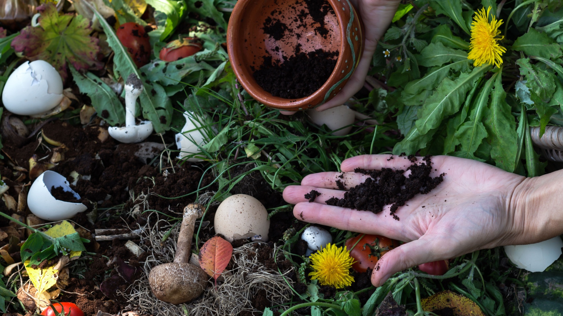 gardener adds coffee grounds to compost pile