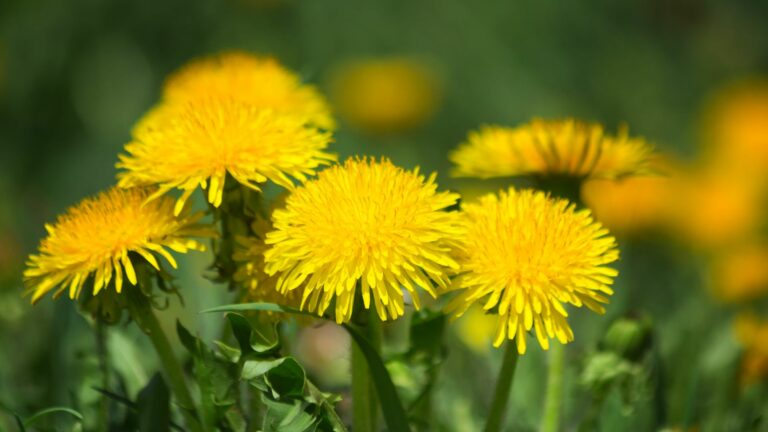 dandelions