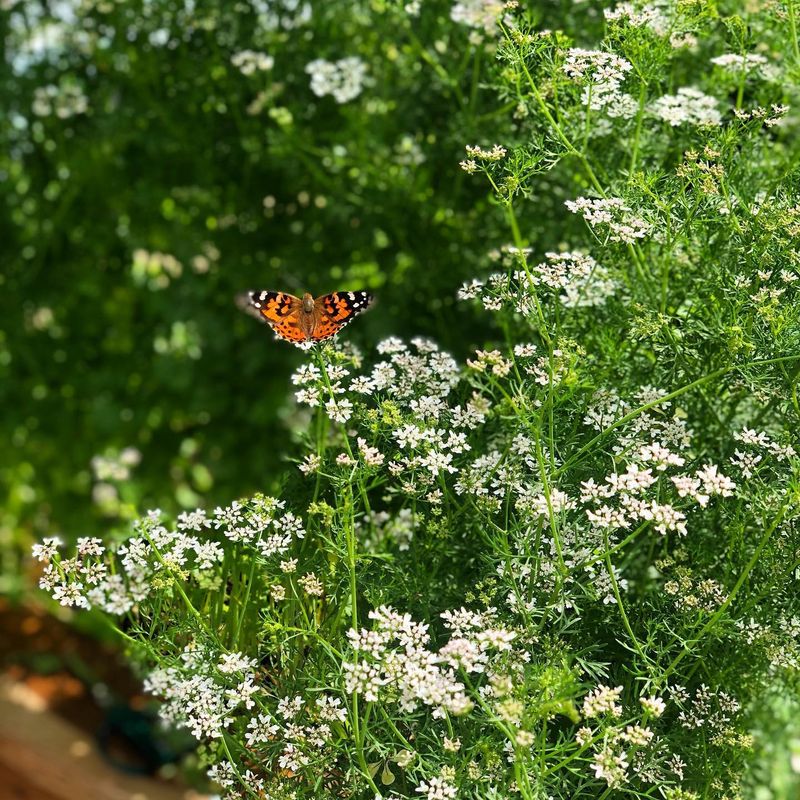 They Support Local Pollinators