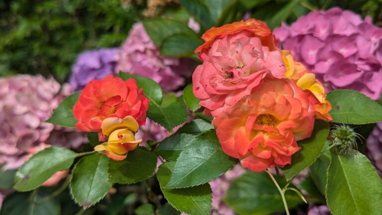 rose and hydrangea in garden