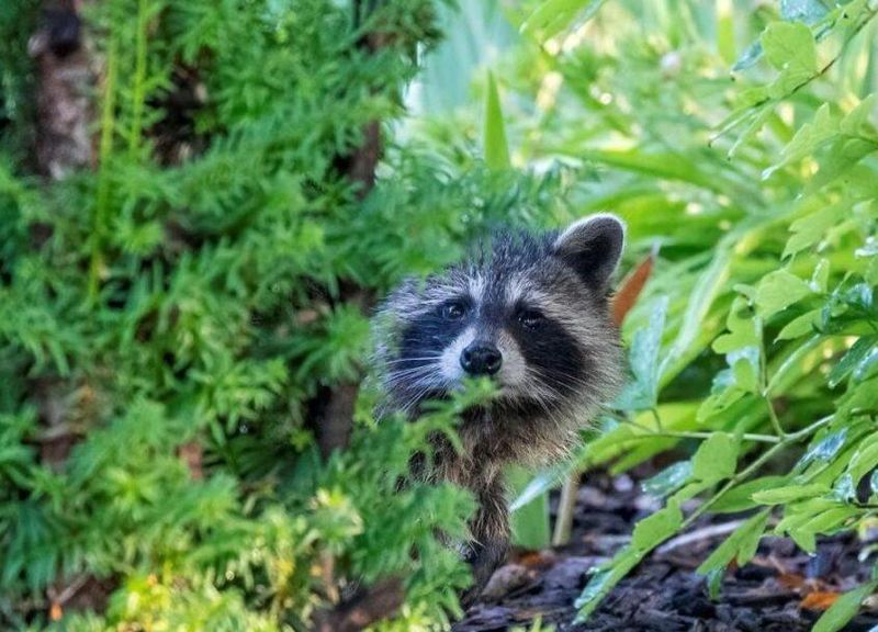 Attracts Wild Animals