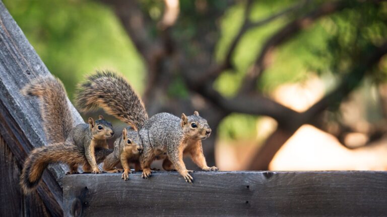 squirrels on a branch