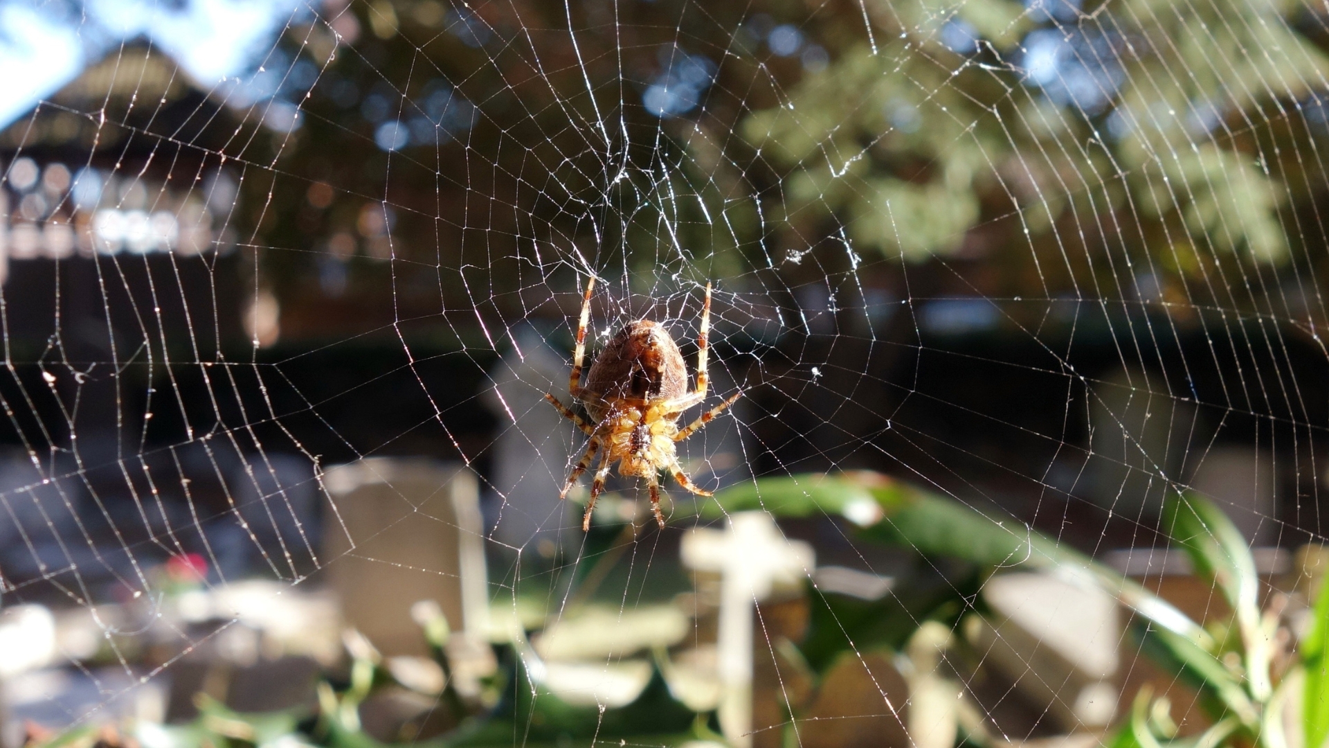 Spiders