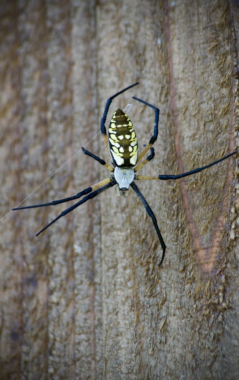 Natural Pest Control Experts
