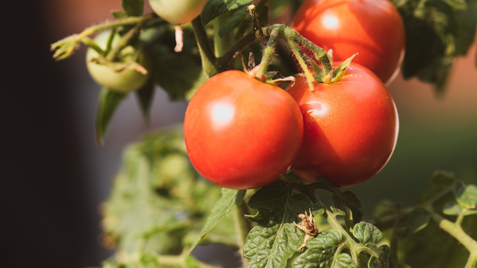 16 Reasons Your Tomato Plant Has Leaves But No Fruit (And How To Turn That Around)