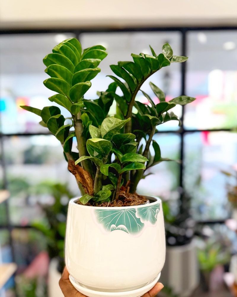 Overwatering