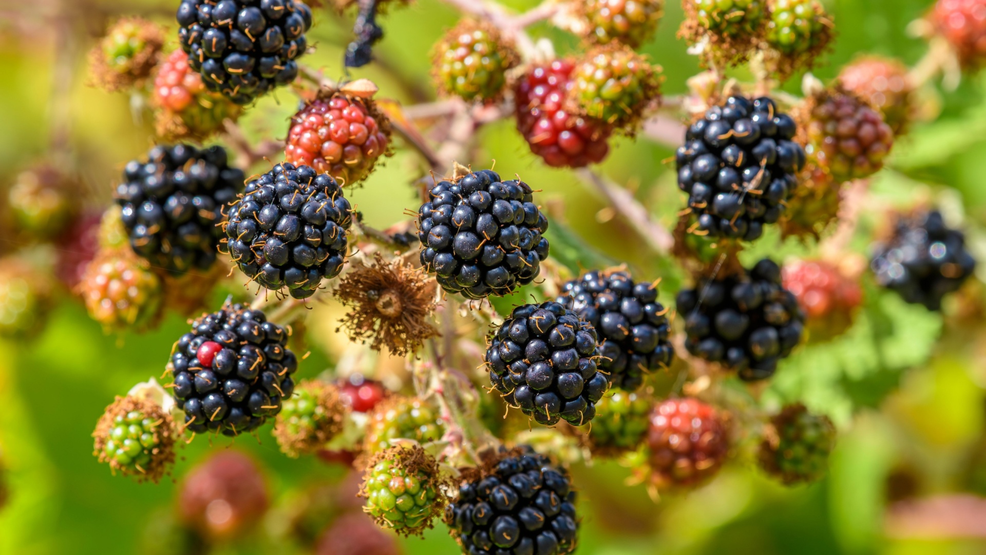 invasive blackberries