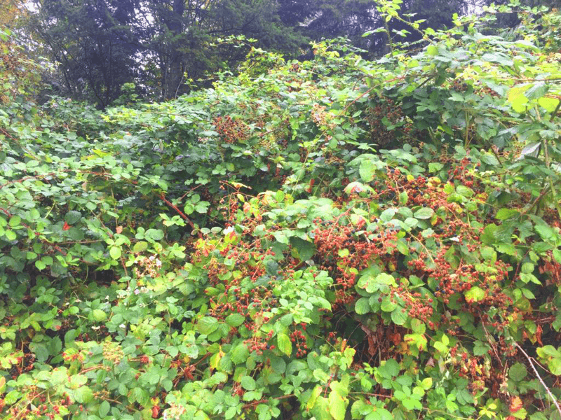 Rapid Spread Takes Over Gardens