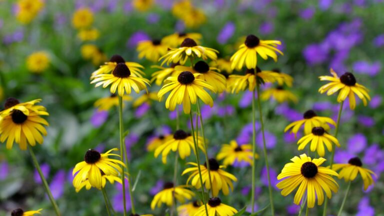 Black eyed Susan's