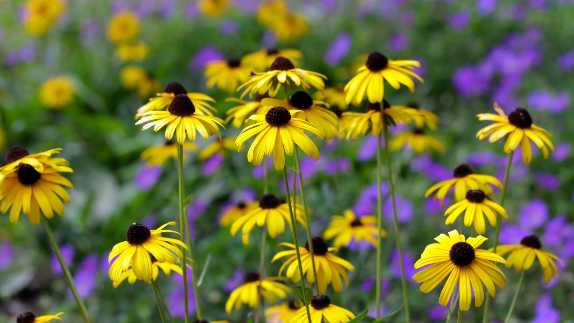 16 Rustic Flowers That Belong In A Farmhouse Garden (And 3 That Feel Out Of Place)