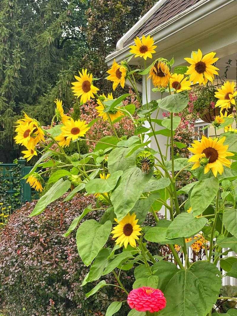 Sunflowers