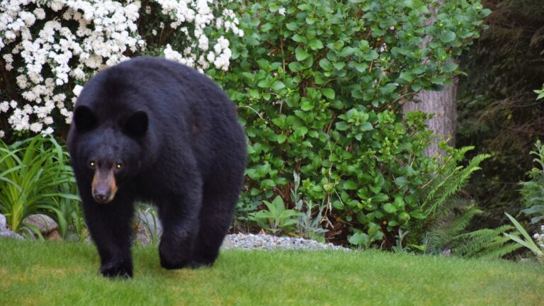 bear in yard
