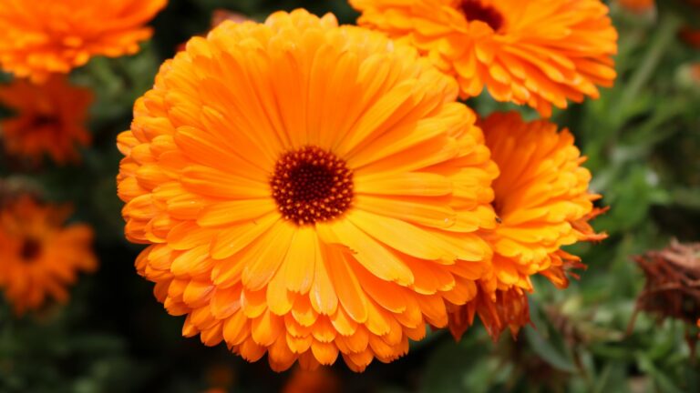 calendula