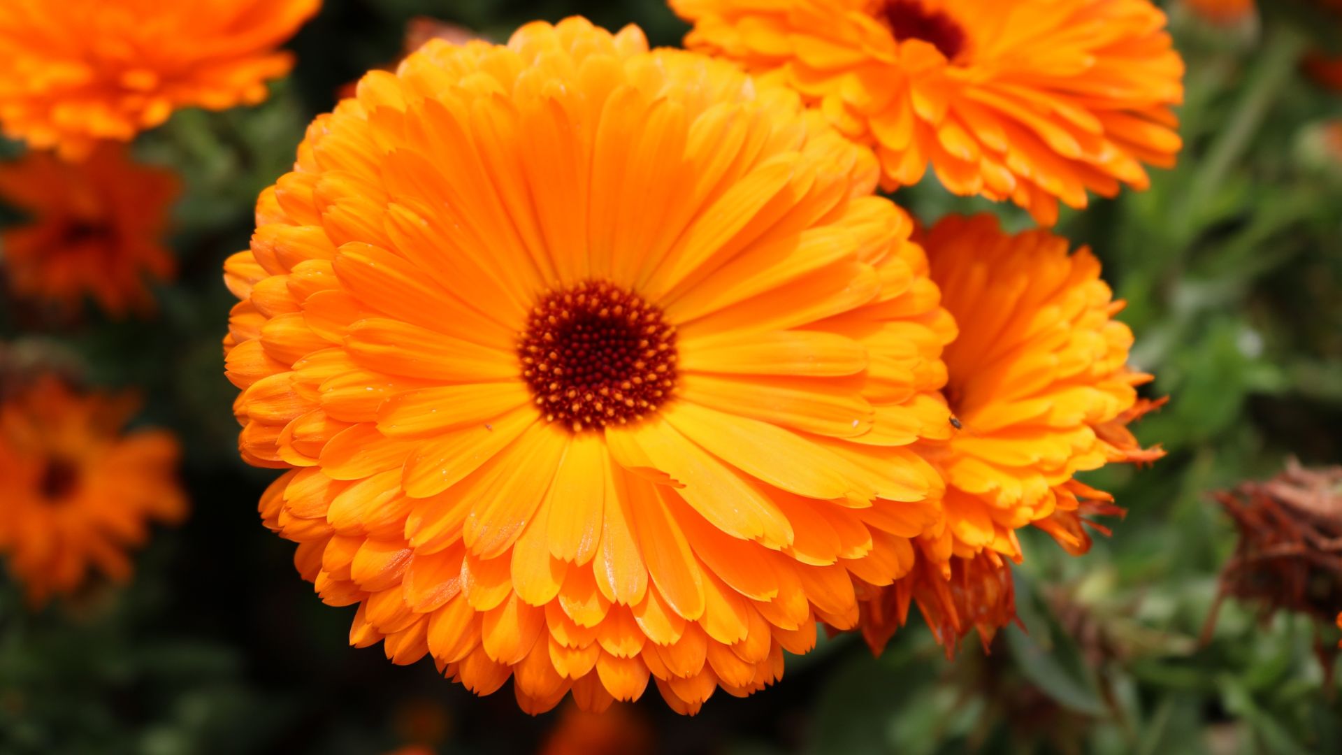 16 Signs Your Calendula Needs Deadheading (And How To Do It Without Damaging The Plant)