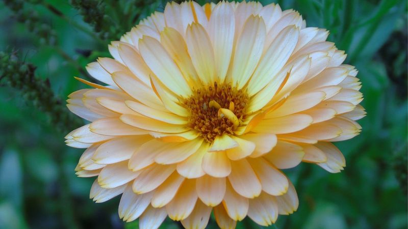 Faded Flower Color