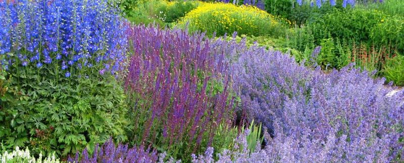 Create Monochromatic Magic With Purple Perennials