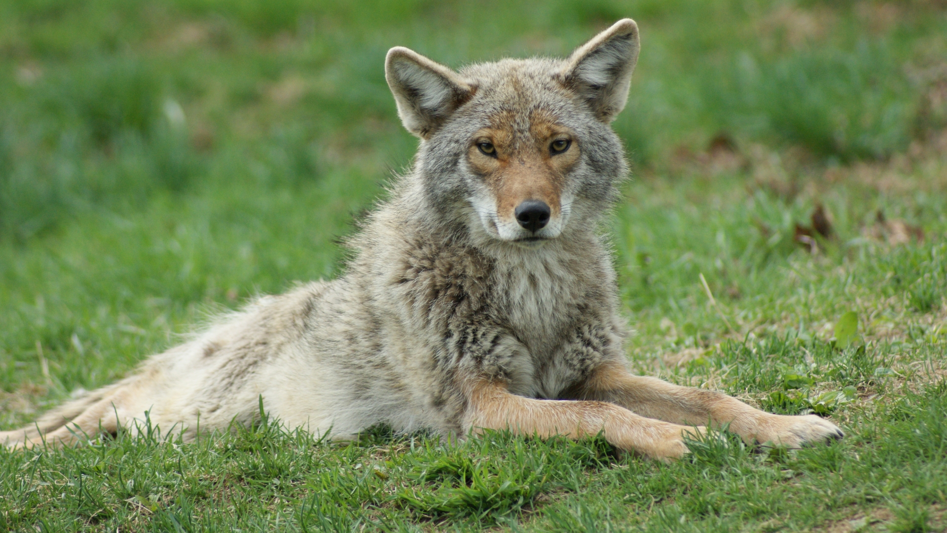 coyote