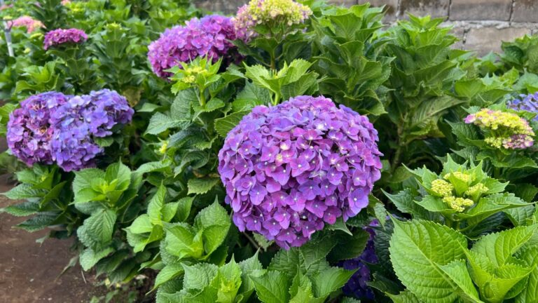 endless summer hydrangea
