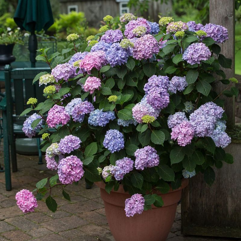 Endless Summer Hydrangea