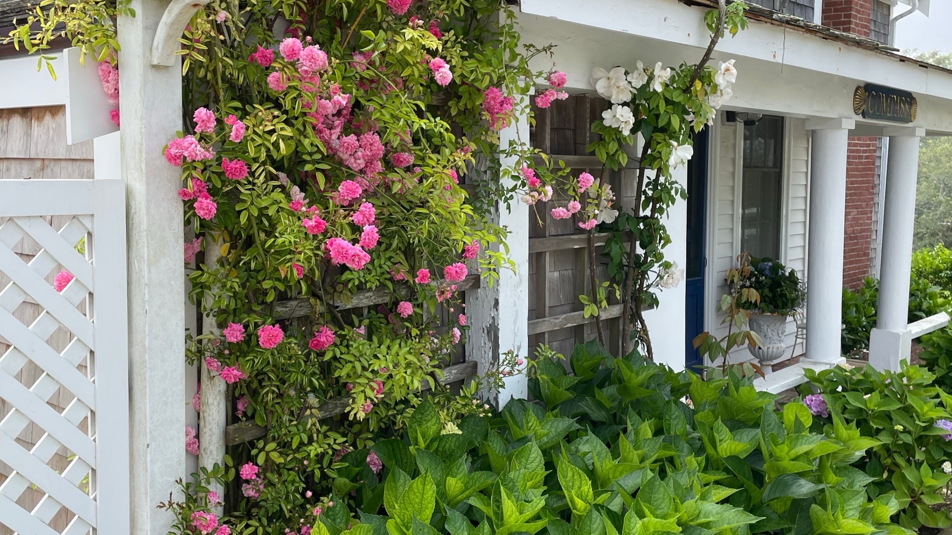 climbing roses