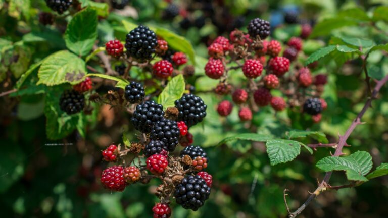 Blackberries