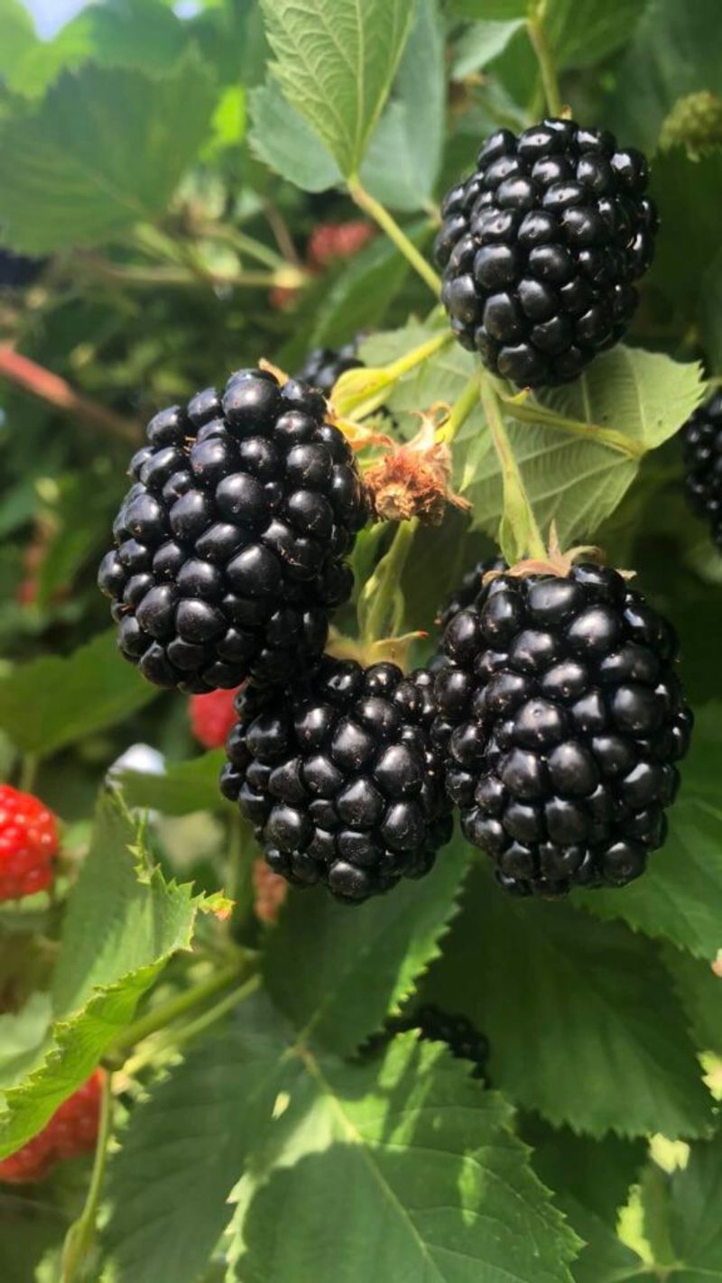 Blackberries