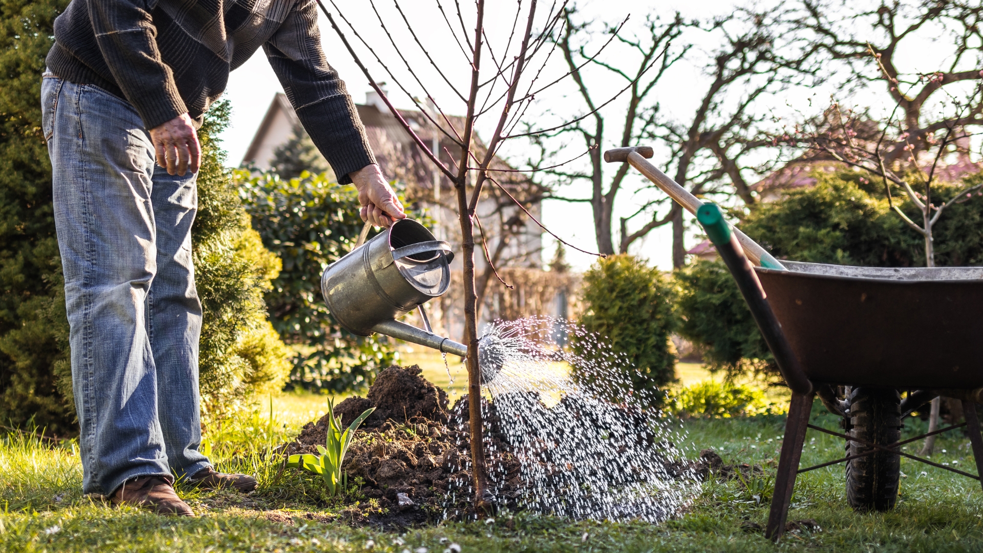 16 Surprising Benefits Of Adding Fruit To Your Watering Can (Plus What It Does To Soil Health)
