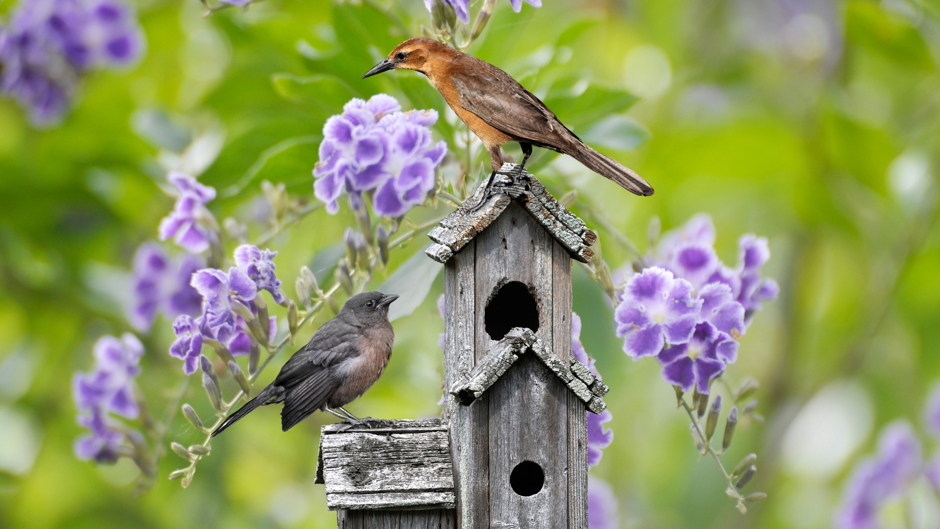 birds