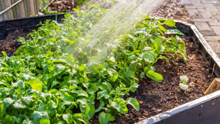 watering a garden bed